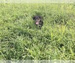 Small #3 Coonhound-Labrador Retriever Mix