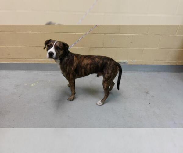 Medium Photo #1 Mutt Puppy For Sale in Tulsa, OK, USA