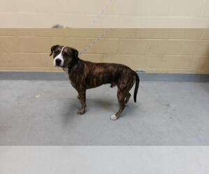 Mutt Dogs for adoption in Tulsa, OK, USA