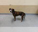 Small Mutt