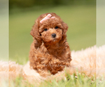 Small #2 Poodle (Miniature)