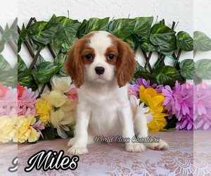 Cavalier King Charles Spaniel Puppy for sale in MIAMI, FL, USA