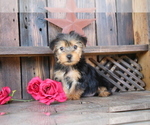Puppy Tina Yorkshire Terrier