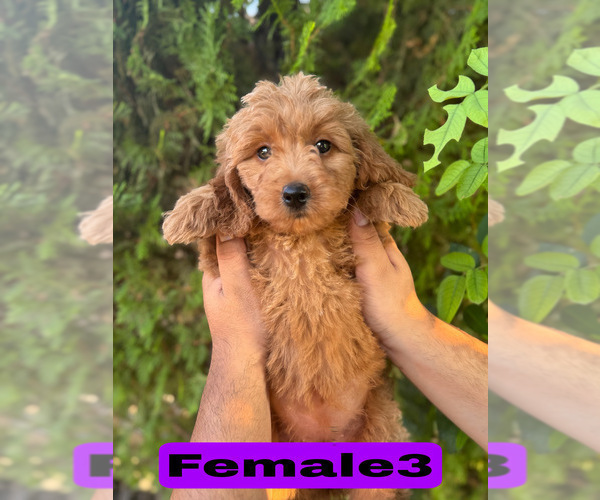 Medium Photo #16 Goldendoodle (Miniature) Puppy For Sale in BAKERSFIELD, CA, USA