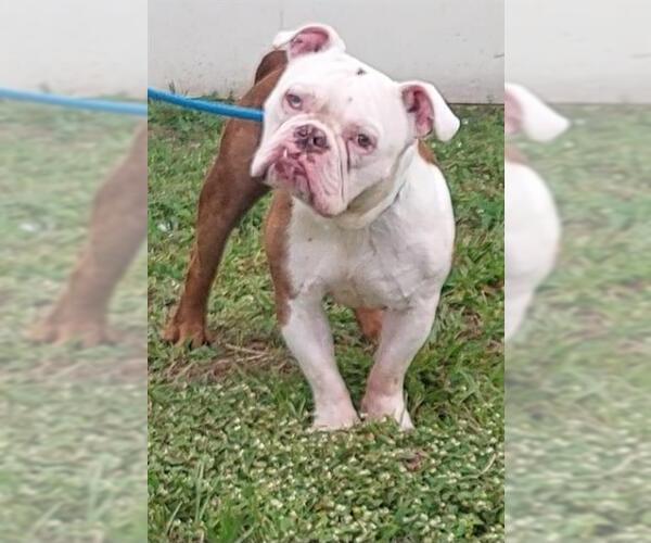 Medium Photo #2 Bulldog Puppy For Sale in Fort Lauderdale, FL, USA