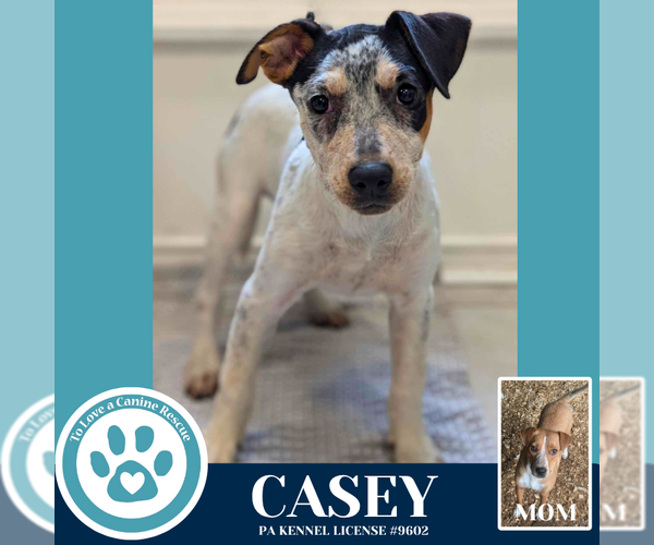 Medium Photo #7 Mutt Puppy For Sale in Kimberton, PA, USA