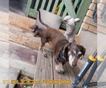Small #2 Dachshund