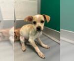 Small Chihuahua Mix