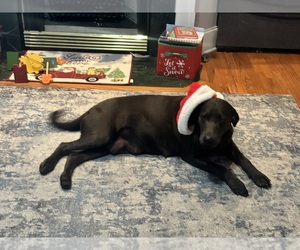 Mother of the Labrador Retriever puppies born on 12/14/2025