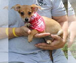 Small #1 Chiweenie
