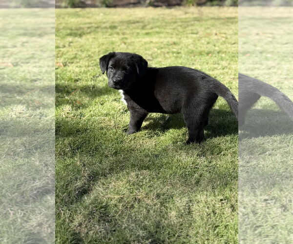 Medium Photo #2 Labrador Retriever-Unknown Mix Puppy For Sale in The Woodlands, TX, USA
