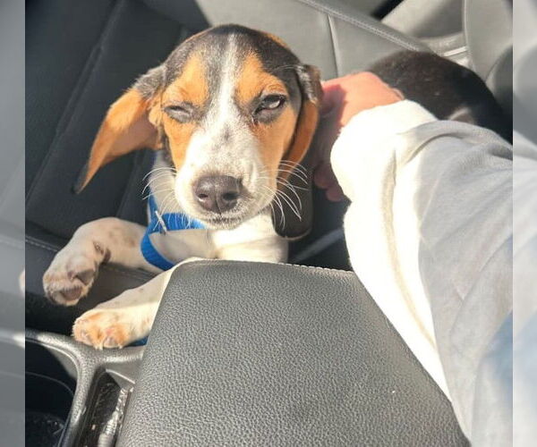 Medium Photo #3 Beagle Puppy For Sale in Dunnellon, FL, USA