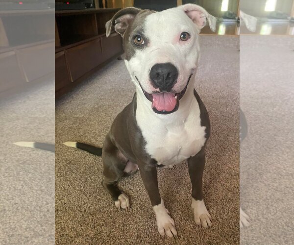 Medium Photo #3 American Staffordshire Terrier-Unknown Mix Puppy For Sale in Sheboygan, WI, USA