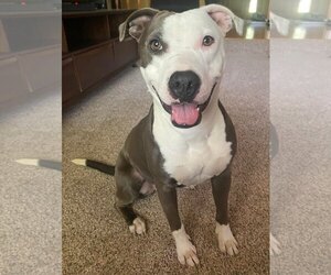 Violet - Female American Staffordshire Terrier-Unknown Mix Dog for Adoption - Photo #3