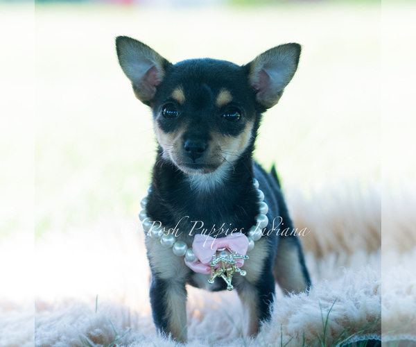 Medium Photo #39 Chihuahua Puppy For Sale in WARSAW, IN, USA