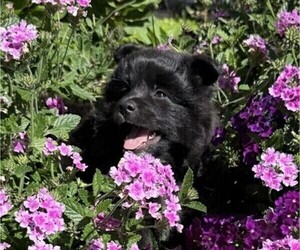 Pomeranian Puppy for sale in CURTISS, WI, USA