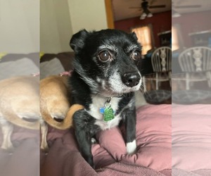 Boston Terrier-Unknown Mix Dogs for adoption in Middlesex, VT, USA