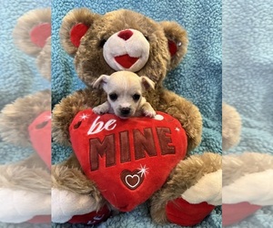 Chihuahua Puppy for Sale in SHERMAN, Texas USA