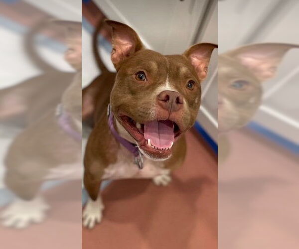 Medium Photo #1 American Pit Bull Terrier Puppy For Sale in Marina Del Rey, CA, USA