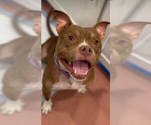 American Pit Bull Terrier Dogs for adoption in Marina Del Rey, CA, USA