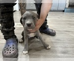 Puppy Blue Cane Corso