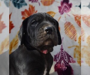 Great Dane Puppy for sale in ALVARADO, TX, USA