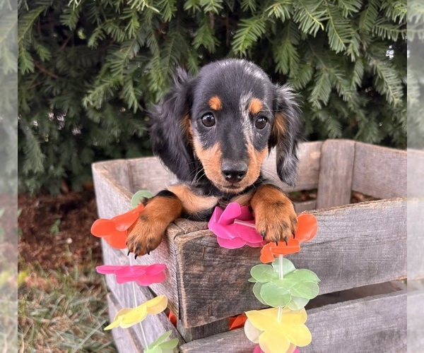 Medium Photo #2 Dachshund Puppy For Sale in MIDDLEBURY, IN, USA