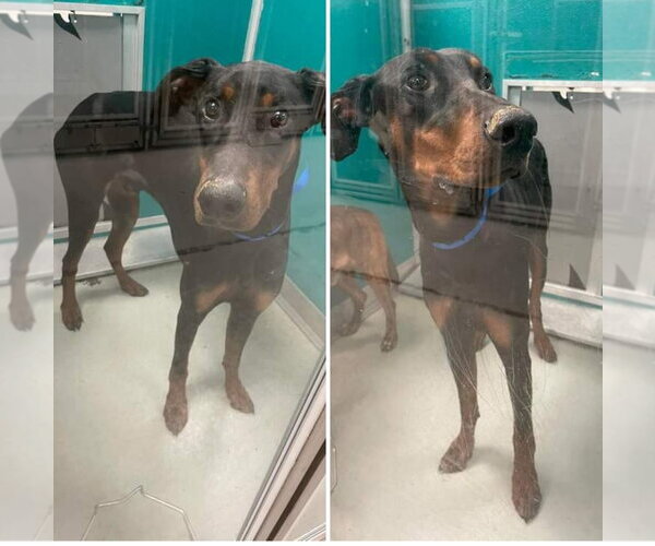 Medium Photo #9 Doberman Pinscher Puppy For Sale in Minneaoplis, MN, USA