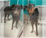 Small #8 Doberman Pinscher