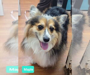 Pembroke Welsh Corgi Dogs for adoption in Richmond, IN, USA