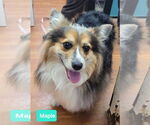 Small Pembroke Welsh Corgi