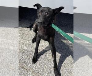 Holland Shepherd Dogs for adoption in Rosenberg, TX, USA