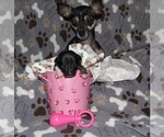 Small Photo #7 Chihuahua Puppy For Sale in MANKATO, MN, USA