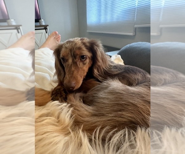 Medium Photo #1 Dachshund Puppy For Sale in HOPE, IN, USA