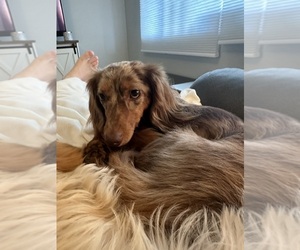 Dachshund Puppy for sale in HOPE, IN, USA
