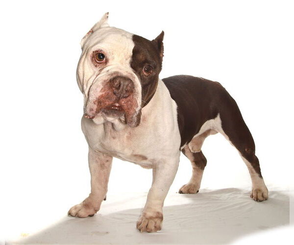 Medium Photo #2 Bulldog Puppy For Sale in Oakland Park, FL, USA