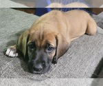 Small Photo #3 Irish Dane Puppy For Sale in SURRY, VA, USA
