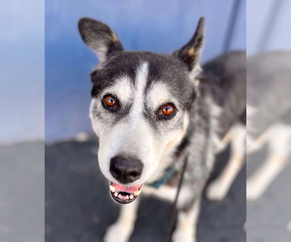 Medium Photo #5 Siberian Husky-Unknown Mix Puppy For Sale in Lake Forest, CA, USA