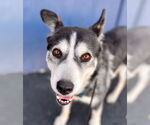 Small #4 Siberian Husky Mix