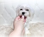 Small Photo #18 Maltese Puppy For Sale in HAYWARD, CA, USA