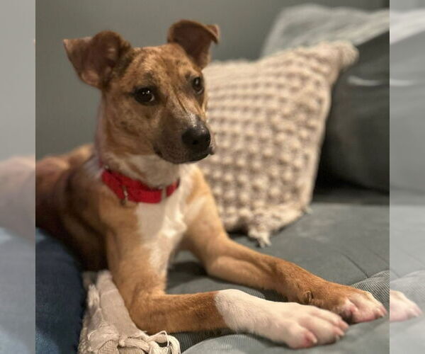 Medium Photo #7 Mutt Puppy For Sale in Canton, CT, USA