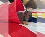 Small Photo #16 French Bulldog Puppy For Sale in AVON PARK, FL, USA