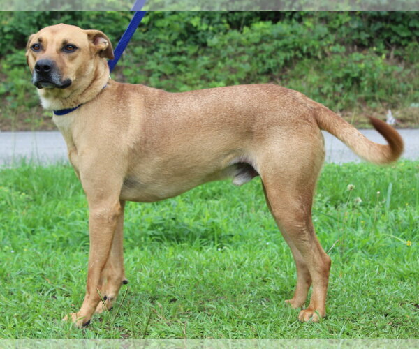 Medium Photo #4 Mutt Puppy For Sale in Prattville, AL, USA