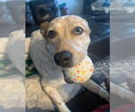 Small #2 Mutt