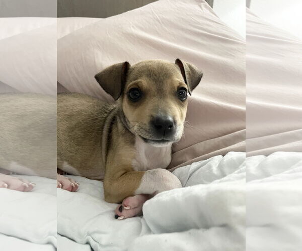 Medium Photo #4 Labrador Retriever-Unknown Mix Puppy For Sale in The Woodlands, TX, USA