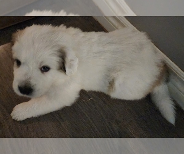 Medium Photo #4 Great Pyrenees Puppy For Sale in LAS VEGAS, NV, USA