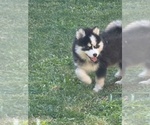 Puppy Mr Bayou Pomsky