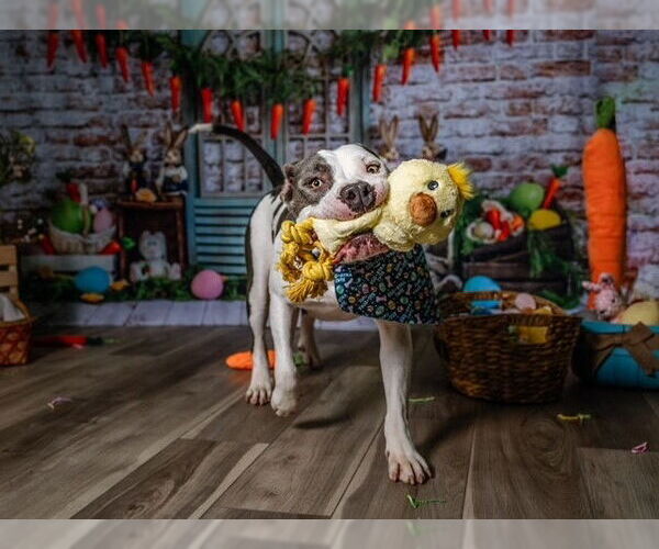 Medium Photo #5 Staffordshire Bull Terrier Puppy For Sale in Garner, NC, USA