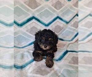 Poodle (Toy) Puppy for sale in SACRAMENTO, CA, USA