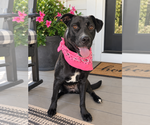 Oreo - Female Labrador Retriever-Unknown Mix Dog for Adoption - Small photo